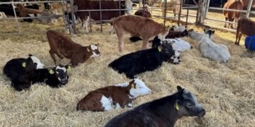 У 2025 році аграрії отримають компенсацію за будівництво ферм — стартує оновлена програма держпідтримки – Экономика