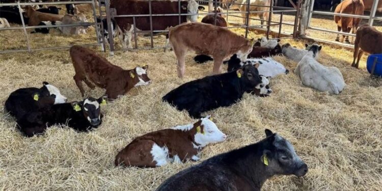 У 2025 році аграрії отримають компенсацію за будівництво ферм — стартує оновлена програма держпідтримки – Экономика