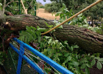 У Запоріжжі через зливу впали дерева – мешканці  залишись без газу   | Новости Запорожья