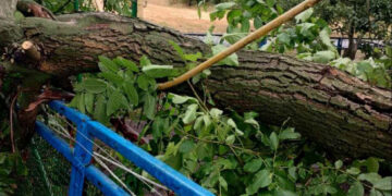 У Запоріжжі через зливу впали дерева – мешканці  залишись без газу   | Новости Запорожья