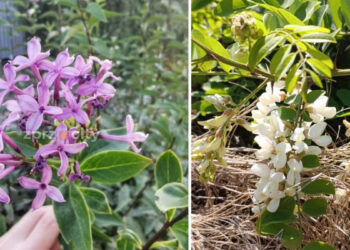 У Запоріжжі на початку серпня зацвіли бузок та акація – чому рослини повторно розпускають квіти посеред літа | Новости Запорожья