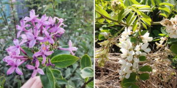 У Запоріжжі на початку серпня зацвіли бузок та акація – чому рослини повторно розпускають квіти посеред літа | Новости Запорожья