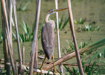 У Запоріжжі волонтери рятують поранену чаплю з травмованою лапою – відео та подробиці від Ірини Дідур | Новости Запорожья