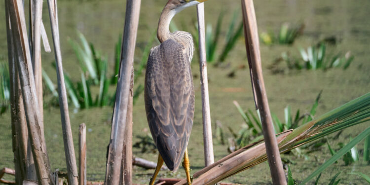 У Запоріжжі волонтери рятують поранену чаплю з травмованою лапою – відео та подробиці від Ірини Дідур | Новости Запорожья