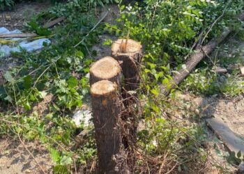 В Олександрівському районі Запоріжжя чоловік рубав дерева бензопилкою без дозволу – порушник завдав збитків на  понад 5 тисяч гривень | Новости Запорожья
