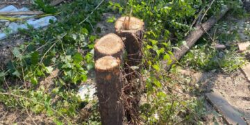 В Олександрівському районі Запоріжжя чоловік рубав дерева бензопилкою без дозволу – порушник завдав збитків на  понад 5 тисяч гривень | Новости Запорожья