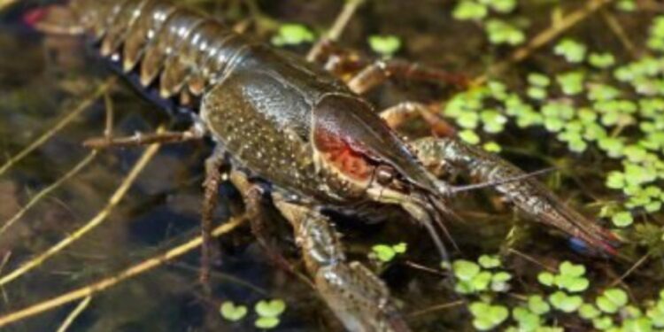 Вилов раків під забороною на Житомирщині: штраф — до 680 грн + 3 332 грн за кожного | Журнал Житомира
