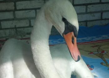 Зоозахисники запорізького притулку Дай лапу друже рятують лебедя із зони бойових дій, відео – його привели бійці ДСНС | Новости Запорожья