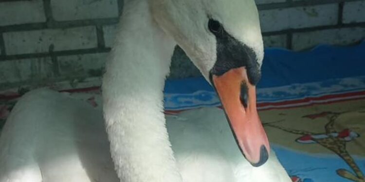Зоозахисники запорізького притулку Дай лапу друже рятують лебедя із зони бойових дій, відео – його привели бійці ДСНС | Новости Запорожья
