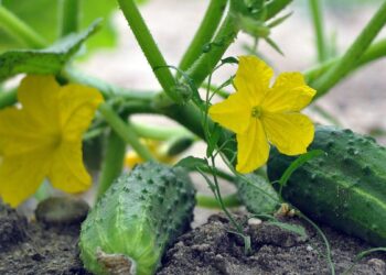Дієтологи розкрили незвичайні факти про властивості огірків – ЭКОНОМИКА