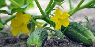 Дієтологи розкрили незвичайні факти про властивості огірків – ЭКОНОМИКА