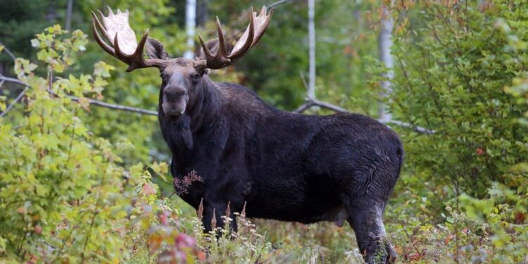 Агресивний лось приходив у подвір’я пенсіонерів на Малинщині: господарі кликали на допомогу | Журнал Житомира