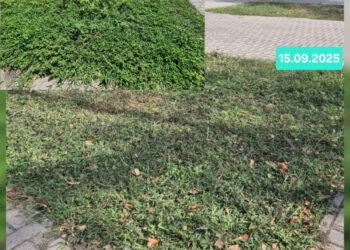 Комунальники скосили експериментальне різнотрав’я в Запоріжжі – реакція екологів | Новости Запорожья