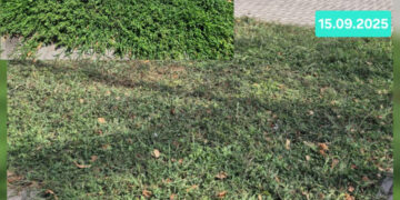 Комунальники скосили експериментальне різнотрав’я в Запоріжжі – реакція екологів | Новости Запорожья