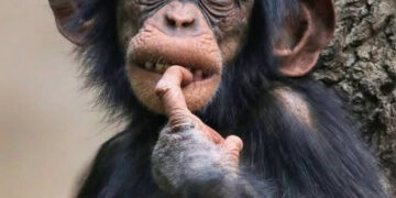 Культ некромантиків