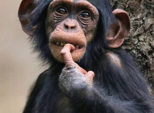 Культ некромантиків