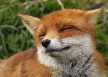 На Черкащині оголосили осінню імунізацію диких тварин