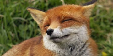 На Черкащині оголосили осінню імунізацію диких тварин