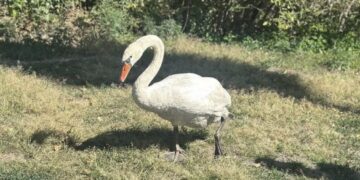 На Черкащині патрульні врятували пораненого лебедя