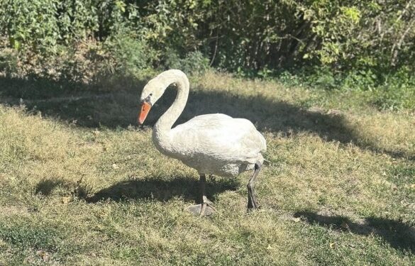 На Черкащині патрульні врятували пораненого лебедя
