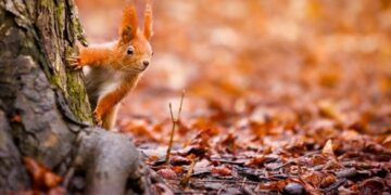 На Черкащині триває “бабине літо”: коли прогнозують дощі