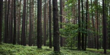 На Канівщині державі повертають лісову ділянку на березі Дніпра