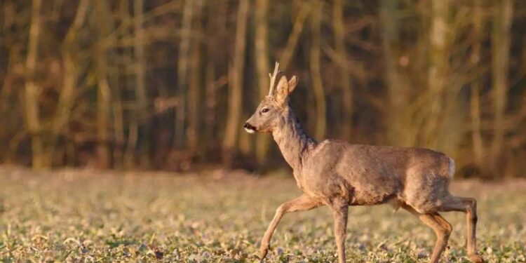 На Житомирщині відкриють полювання на хижака та копитних мисливських тварин: що відомо | Журнал Житомира