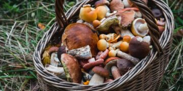 На Житомирщині зафіксовано два випадки отруєнь грибами цього року | Журнал Житомира