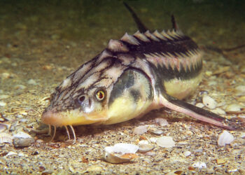 Осетри з Чорного моря знову запливли у Дніпро біля Запоріжжя – вони з’явилися тут вперше за 70 років | Новости Запорожья