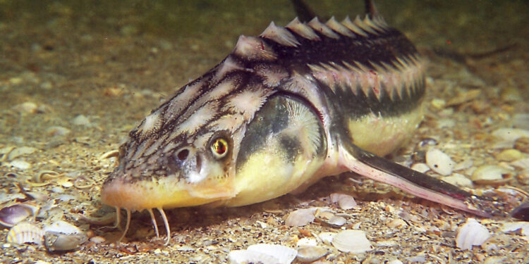 Осетри з Чорного моря знову запливли у Дніпро біля Запоріжжя – вони з’явилися тут вперше за 70 років | Новости Запорожья