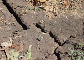 Овочі можуть стати розкішшю: що чекає українців у 2025 – 2026 роках » Миколаївський Оглядач