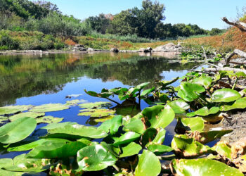 Погода у Запоріжжі 11–12 вересня – прогноз синоптиків | Новости Запорожья