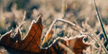 Сезон морозів стартував: на Черкащині фіксували -2 градуси на поверхні ґрунту