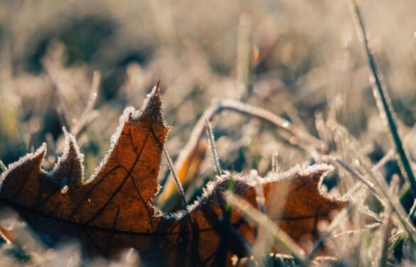 Сезон морозів стартував: на Черкащині фіксували -2 градуси на поверхні ґрунту