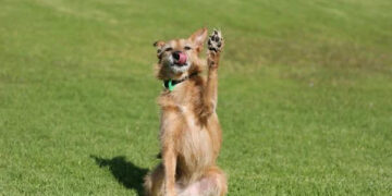 Тварини на вулицях і вдома: виклик для Івано-Франківська