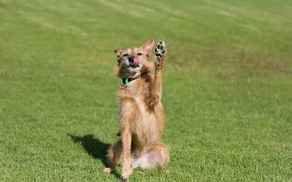 Тварини на вулицях і вдома: виклик для Івано-Франківська
