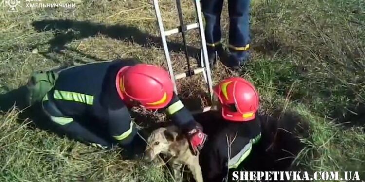 У Ізяславі рятувальники піднімали на поверхню песика (відео) —Хмельнитчина