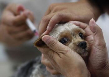 У Канівській громаді проводитимуть щеплення проти сказу домашніх тварин  — Новости Черкасс