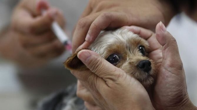 У Канівській громаді проводитимуть щеплення проти сказу домашніх тварин  — Новости Черкасс