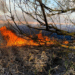 У найближчі дні на Черкащині прогнозують надзвичайну пожежну небезпеку