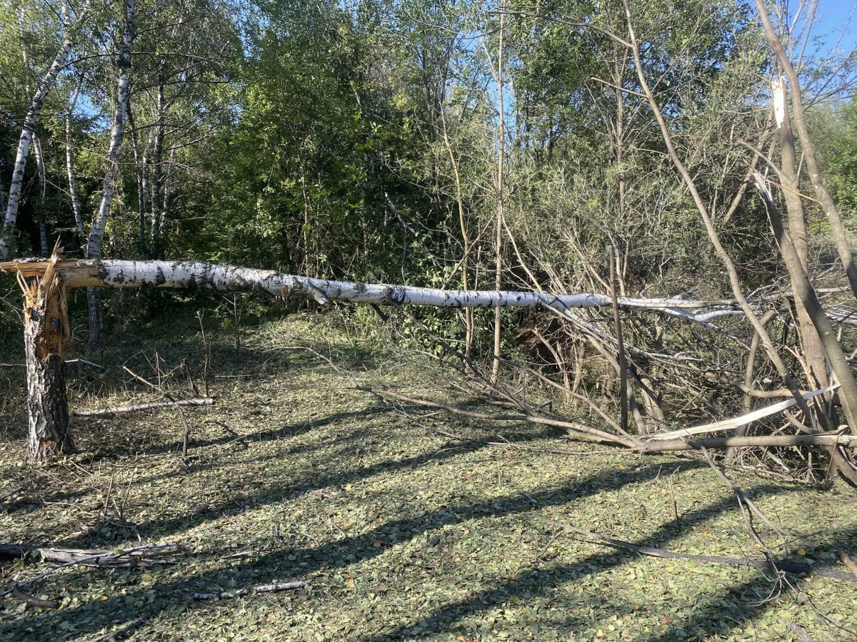 Розбиті оранжереї та пошкоджені рослини - як виглядає запорізький ботсад після російських обстрілів (фото)