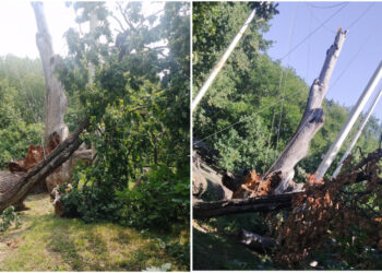 Запорізький дуб загинув – єдина жива гілка легендарного дерева остаточно засохла | Новости Запорожья