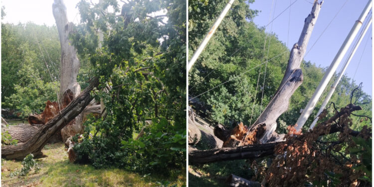 Запорізький дуб загинув – єдина жива гілка легендарного дерева остаточно засохла | Новости Запорожья