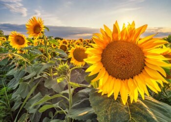 В Україні зросли ціни на соняшник – ЭКОНОМИКА