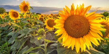 В Україні зросли ціни на соняшник – ЭКОНОМИКА