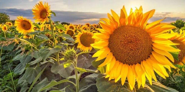 В Україні зросли ціни на соняшник – ЭКОНОМИКА