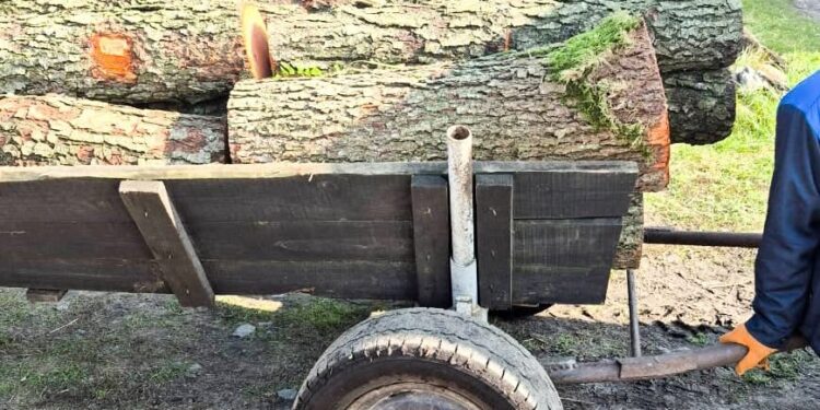 Чергові факти незаконної порубки лісу задокументували поліцейські на Рівненщині