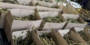 Двоє рівнян перебуватиме під вартою за незаконний збут наркотиків: вилучено понад 180 кг канабісу