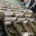 Двоє рівнян перебуватиме під вартою за незаконний збут наркотиків: вилучено понад 180 кг канабісу