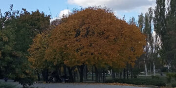 Яка погода очікується у Запоріжжі – прогноз Укргідрометцентру на 25, 26 жовтня | Новости Запорожья